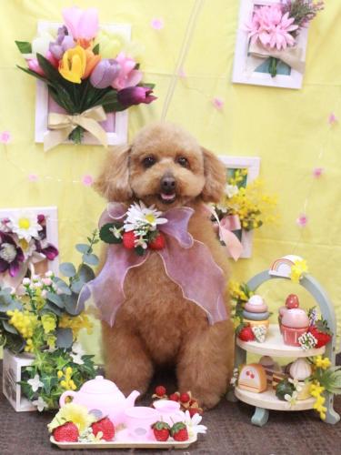 20230312チョコちゃん